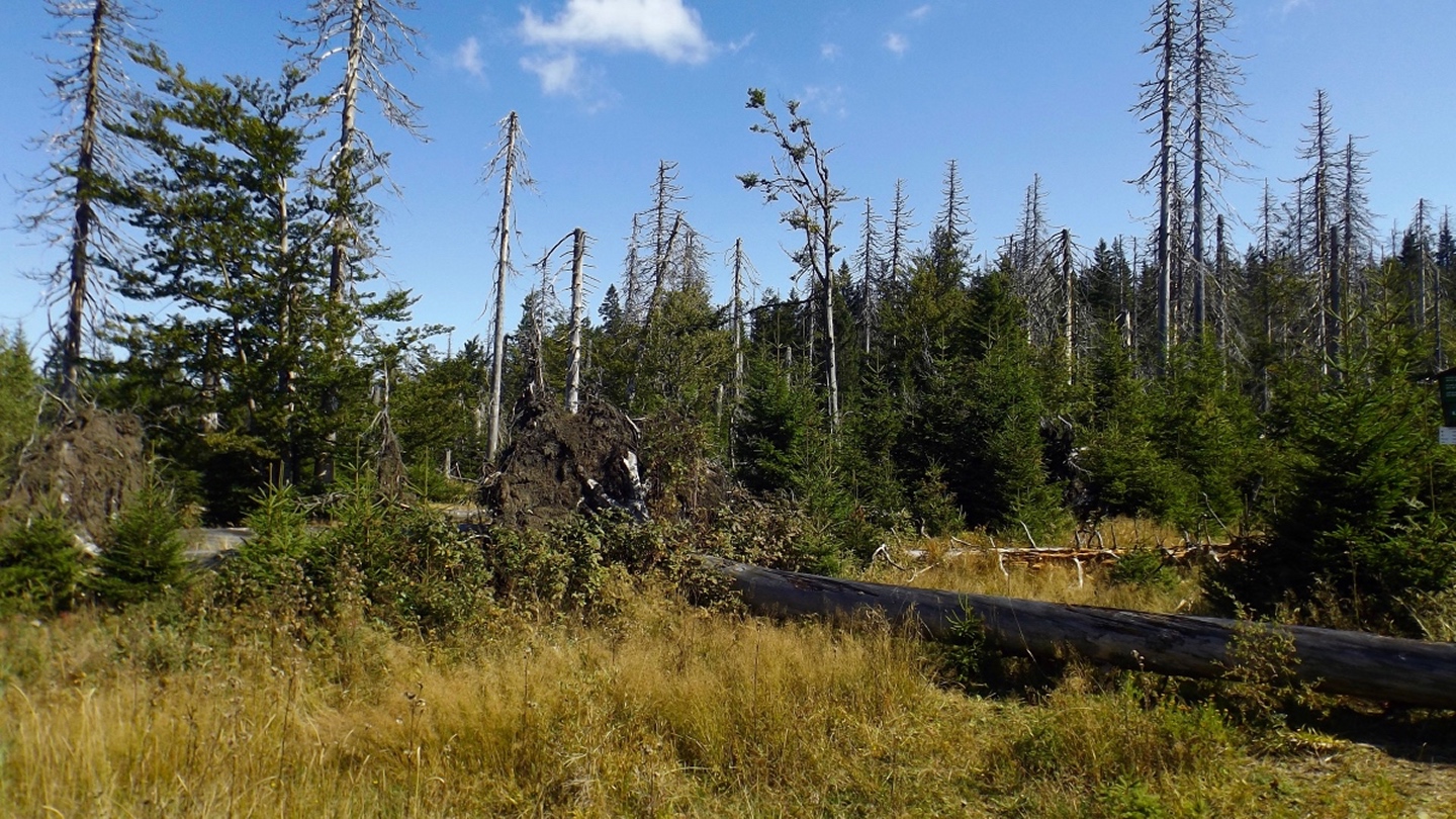 Einige Bäume hat Kyrill nicht vollständig untergekriegt